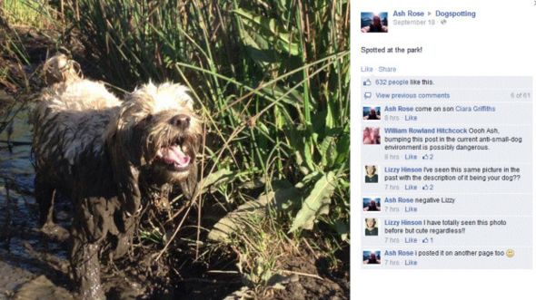 Dogspotting