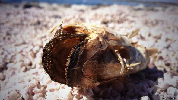 Pez muerto en el mar de Salton, California