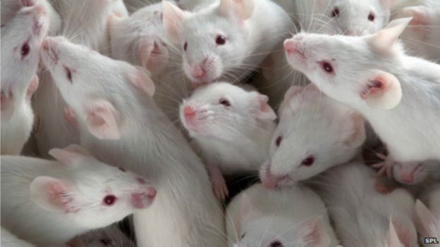 Ratones de laboratorio