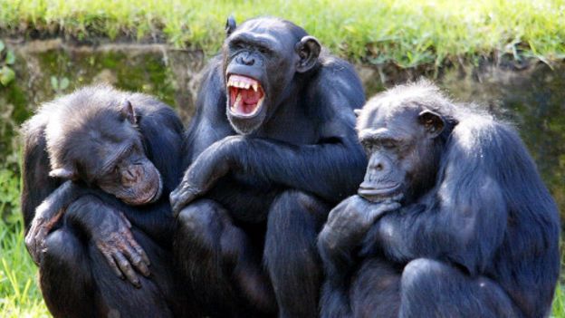 140918114506_chimp_research_512x288_gett