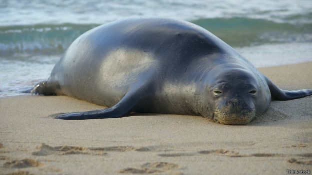 foca