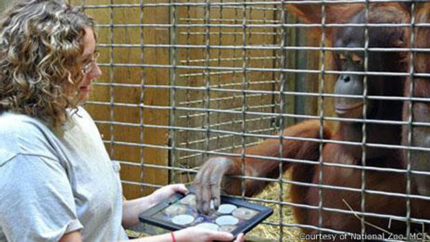Chimpanzé brinca com 'tablet'