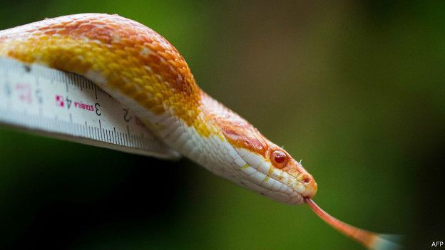 Serpiente.