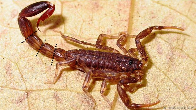 Отстреливая в случае опасности хвост, скорпион теряет и анус