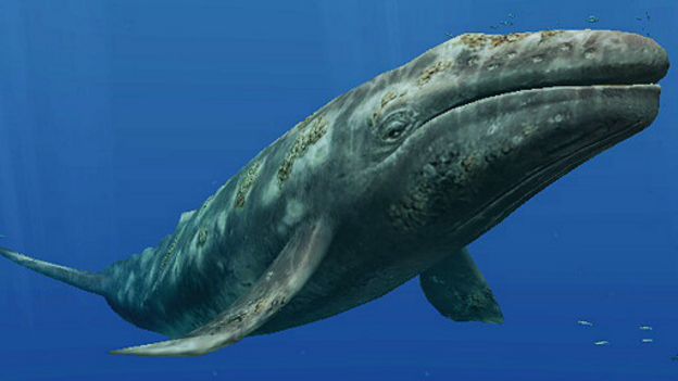 150415101556_gray_whale_grey_whale_512x2