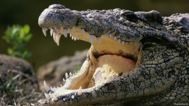 Crocodile