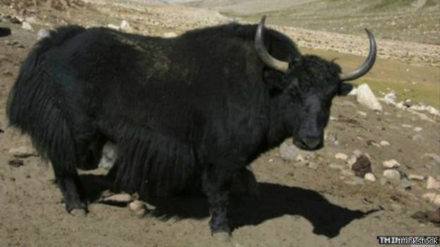150420160153_yak_512x288_thinkstock.jpg