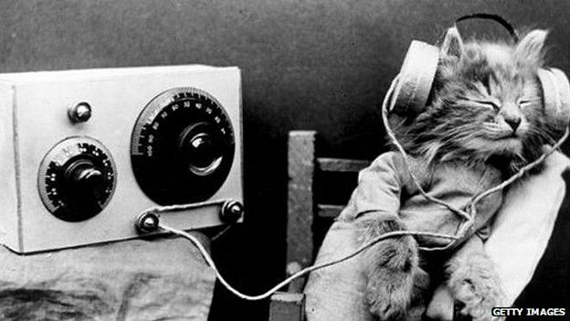 Gato escuchando una radio antigua