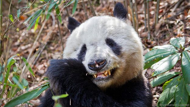 Панда грызет бамбук