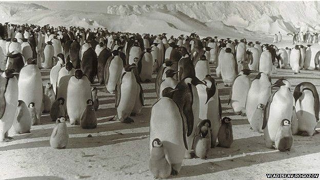Antarctic, Leonid Rogozov
