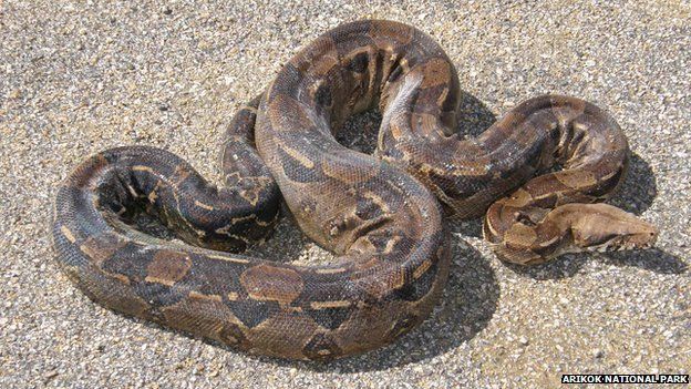 Serpiente en el Parque Nacional de Arikok, en Aruba