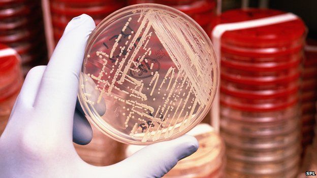 Bacteria