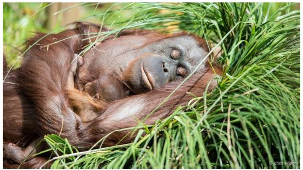 5 Fakta Menarik Tentang Orangutan yang Penting Kamu Tahu