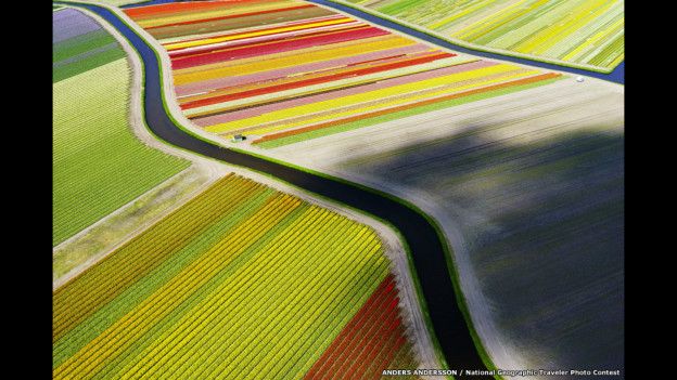 Tulipanes desde el aire. Foto: Anders Andersson, National Geographic