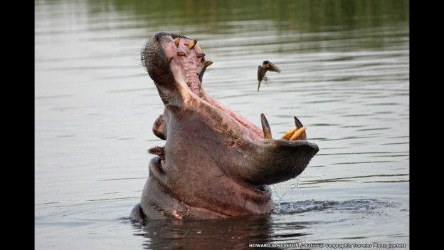 Hipopótamo. Foto: Howard Singleton, Nacional Geographic