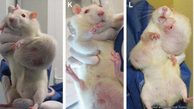 El trabajo de Seralini que relacionaba cáncer en ratas y maíz transgénico fue un bombazo en pleno debate sobre estos alimentos. Un año después su estudio fue retirado.