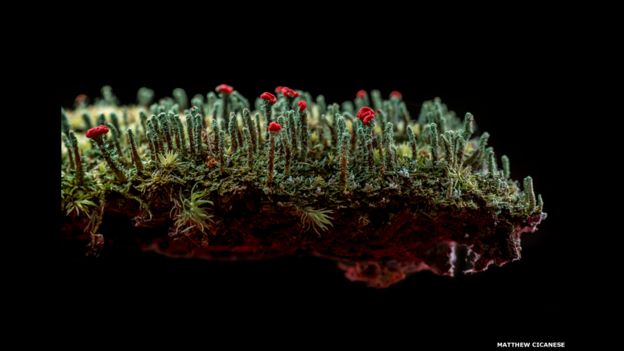 Serie fotográfica de Matthew Cicanese sobre el bosque Cladonia. Muestra la belleza de varios microbiotas que residen en el lecho del bosque. 
