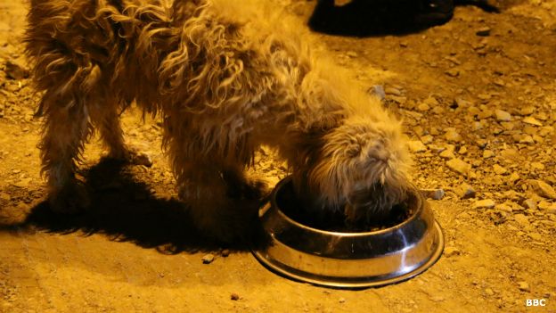 Perro comiendo