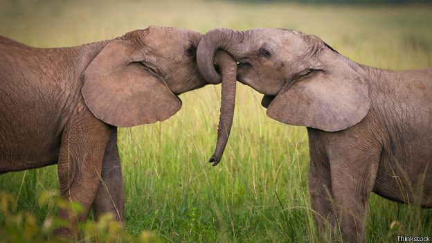 150720124140_kiss_elephants_affection_trunks_624x351_thinkstock.jpg