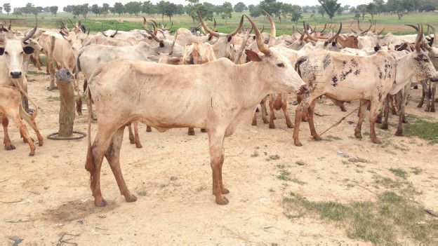 http://ichef.bbci.co.uk/news/ws/624/amz/worldservice/live/assets/images/2015/07/21/150721161904_kaduna_cattle_rustling_624x351_bbc_nocredit.jpg