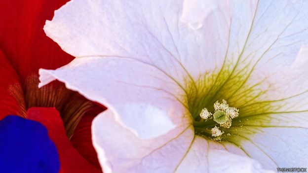 Petunias