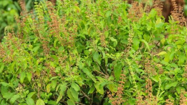 150801093653_thulasi_holy_basil_640x360_