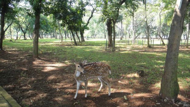 Rusa axis