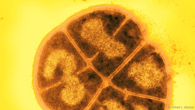 Deinococcus radiodurans (Foto: Michael J. Daly/SPL)