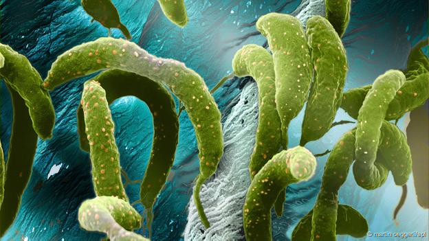 Caulobacter crescentus (Foto: Martin Oeggerli/SPL)