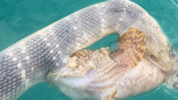 150831075527_peixe_cobra_rick_trippe_640