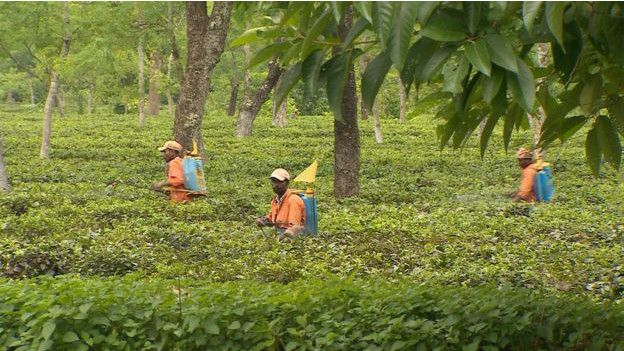150908082234_india_tea_assam_624x351_bbc_nocredit.jpg