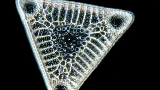 Diatom, uno de los productores de oxígeno más importantes de la Tierra. Foto cortesía de Micropia, Wim van Egmond. 