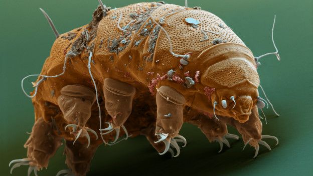 Tardígrado o oso del agua. Foto cortesía de Micropia, ANP Photo. 