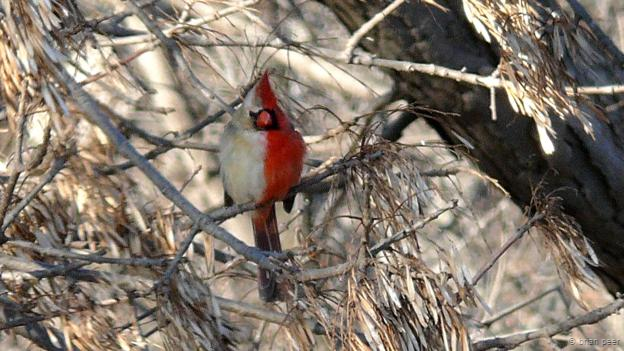 Un cardenal norteño ginandromorfo