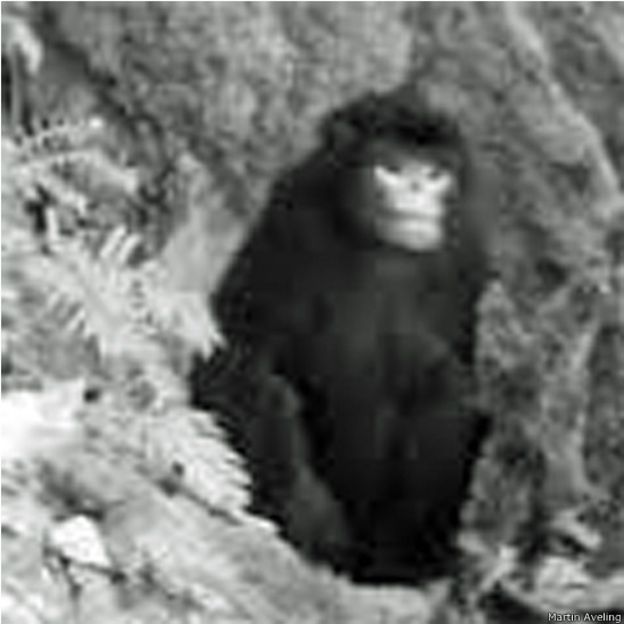 Martin Aveling