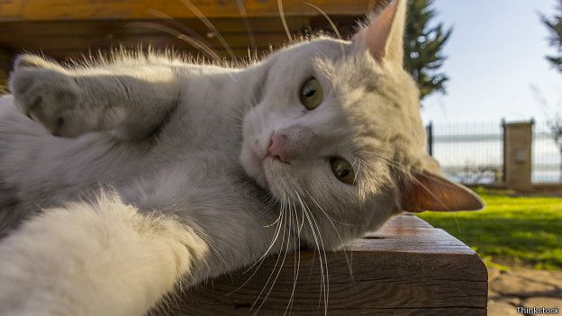 Кошка потягивается