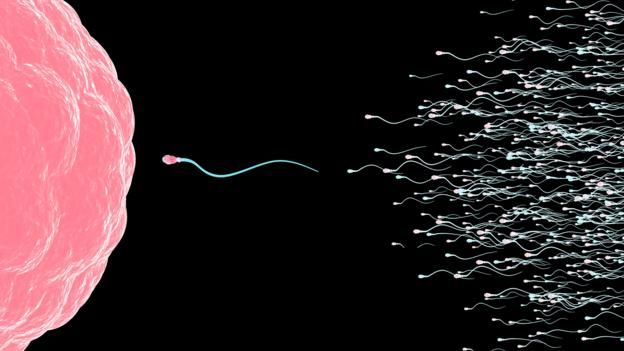 151021150258_egg_and_sperm.jpg