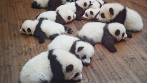 中國熊貓照片。 
