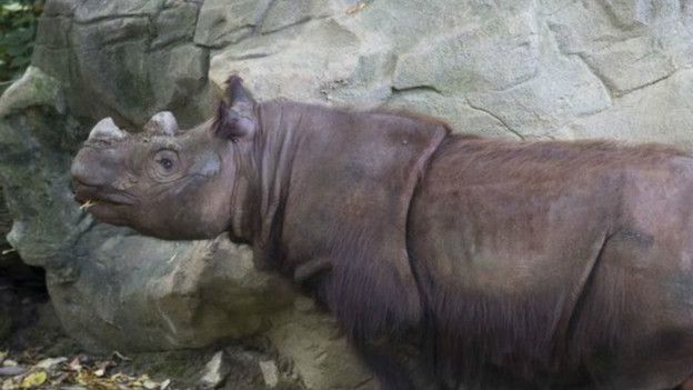 Суматранский носорог Харапан