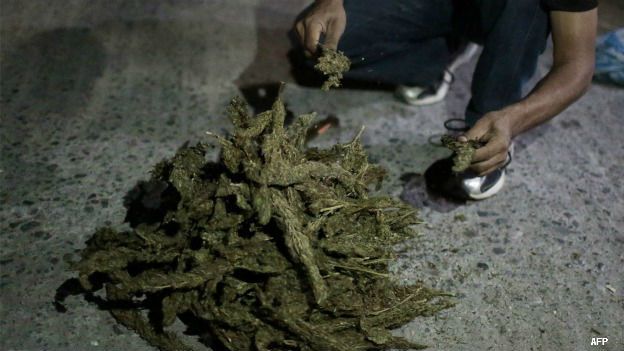 Quema de marihuana confiscada en Michoacán