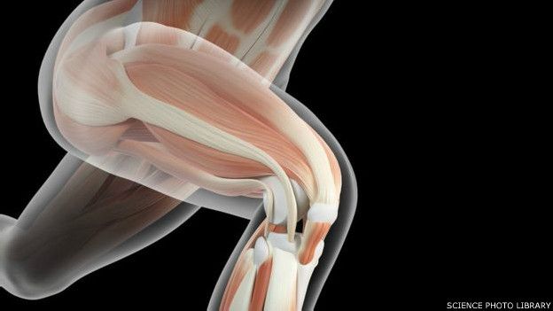 151110100711_leg_muscles_624x351_sciencephotolibrary.jpg