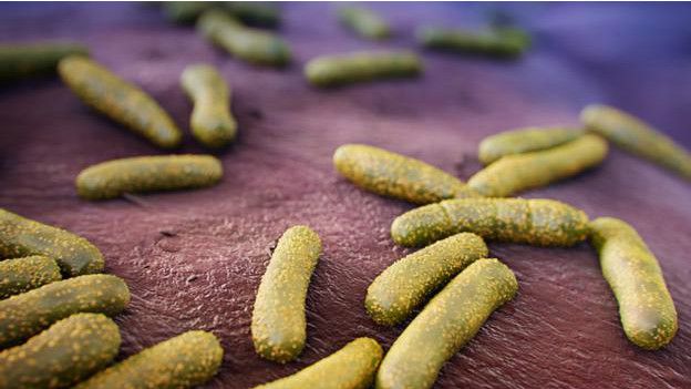 Bacterias