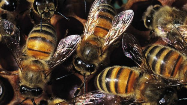 151125192615_hooney_bees_512x288_thinkst