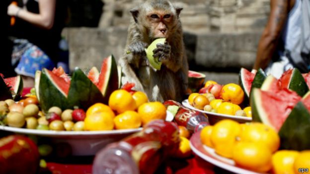 151129122622_thai_monkey_festival_512x28