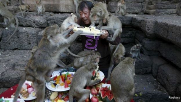 151129123059_thailand_monkey_festival_51