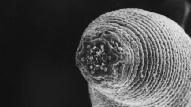 Halicephalobus mephisto