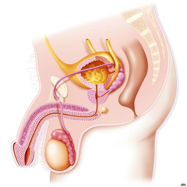 penis operation