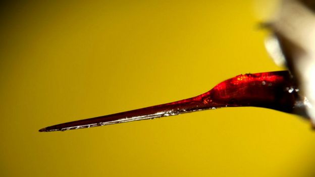 Ferrão de uma abelha europeia (foto: Alamy Stock Photo)