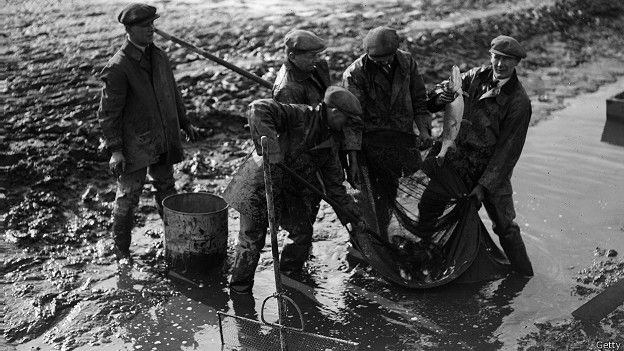 Возвращение рыбы в Темзу в 1930-е годы