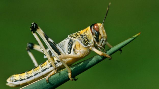 Dedetização 151218174617_vert_pragas5_640x360_ingoarndtnpl_nocredit Pragas: conheça aglomerações de animais em proporções gigantescas Curiosidades